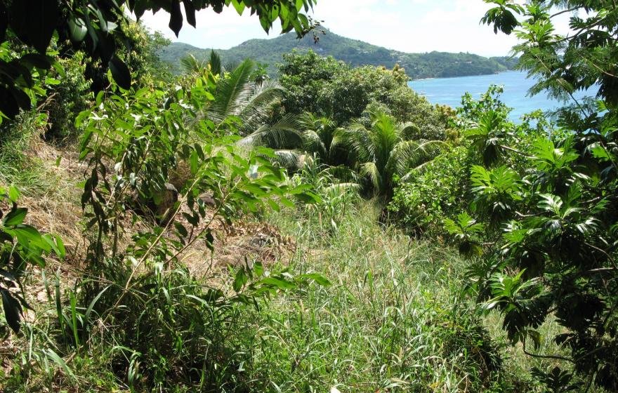 Tropical Lifestyle Awaits You
