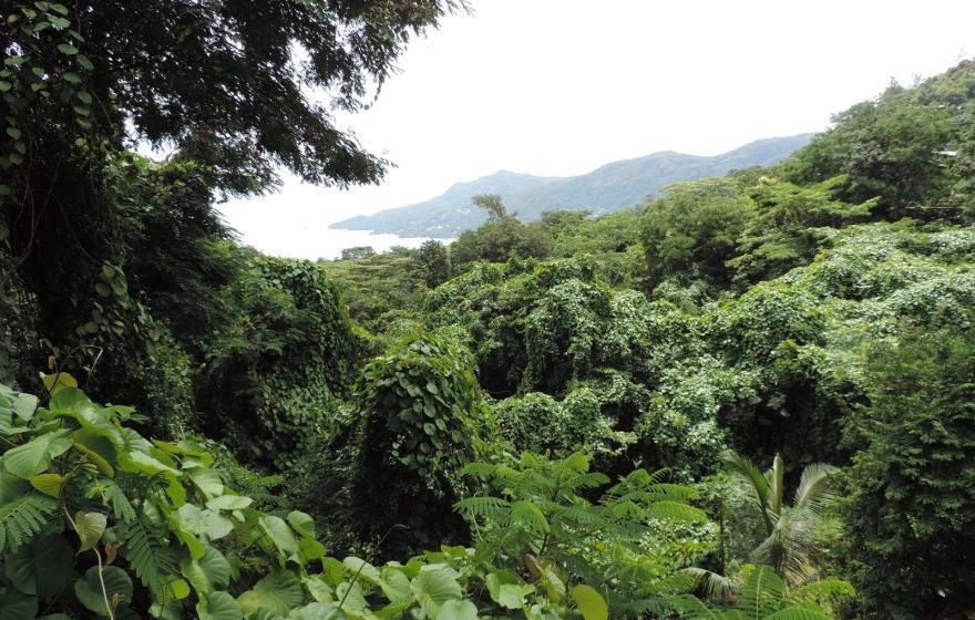Lush Green Vegetation