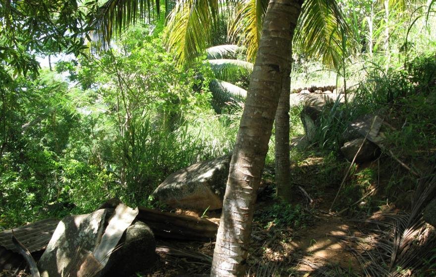 Tropical Lifestyle Awaits You